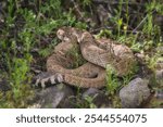 A venomous Western Diamondback Rattlesnake ready to strike in the Arizona desert