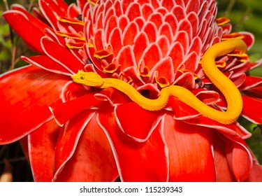 venomous yellow eyelash pit viper on red plant, arenal, costa rica, latin america, deadly snake