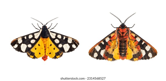 Ventral and dorsal side of a Cream-spot tiger moth wings open, Arctia villica, Erebidae  family, isolated on white - Powered by Shutterstock