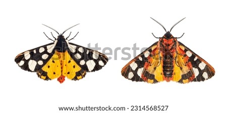 Ventral and dorsal side of a Cream-spot tiger moth wings open, Arctia villica, Erebidae  family, isolated on white