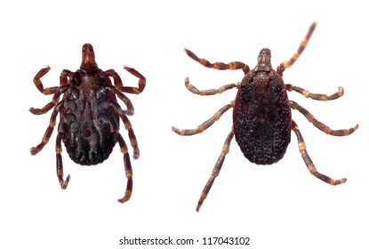 Ventral and dorsal view of a tick (Hyalomma sp.) isolated over a white background.