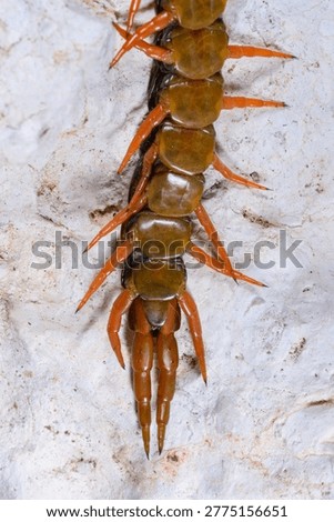Ventral side а Scolopendra - predators occurring in southern Ukraine, particularly in the Odessa 