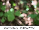 Ventral view of a juvenile orchard orb weaver spider (Leucauge venusta) is sitting on its spider web. This tiny black spider has orange colored patches on its body.