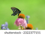 Ventral view of a Pipevine Swallowtail butterfly pollinating a Purple Coneflower, with green background