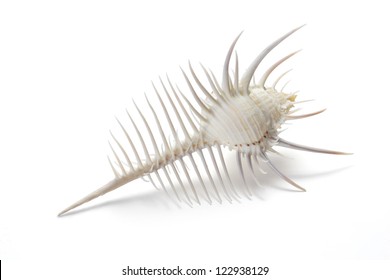 Venus Comb Murex Shell A Conch Shell Isolated On White