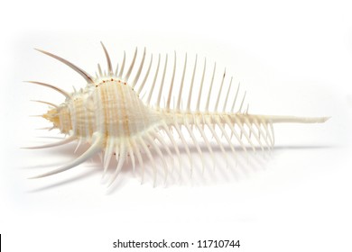 Venus Comb Murex Shell Isolated On White