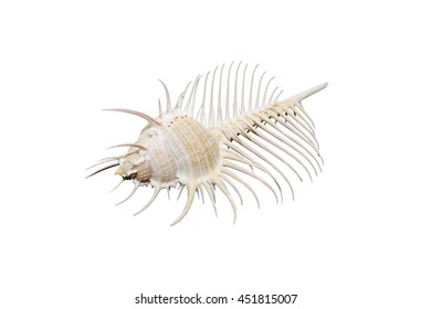 Venus Comb Murex Shell Isolated On White 