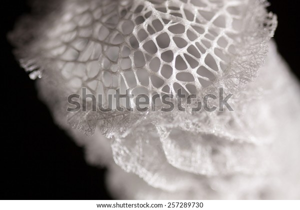 Venus flower\
basket (Euplectella\
aspergillum)