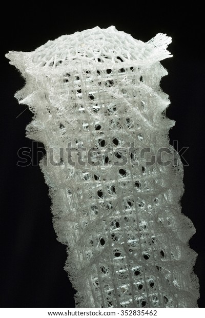 Venus Flower Basket Glass Sponge Stock Photo Edit Now 352835462