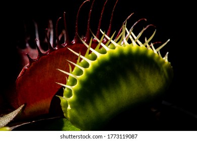 Venus Fly Catcher In Red And Green 