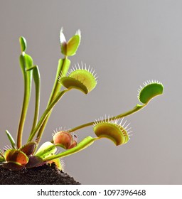 Venus Fly Trap