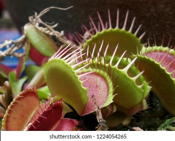 Venus Fly Trap