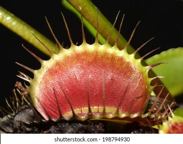 Venus Fly Trap