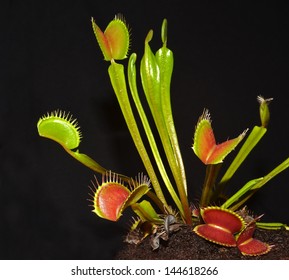 Venus Fly Trap Closeup