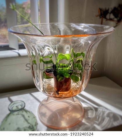 A Venus fly trap (Dionaea muscipula) is displayed in a large pink depression glass vase which increases humidity for this carnivorous plant. A 6-inch flower from the plant is in the frame. 