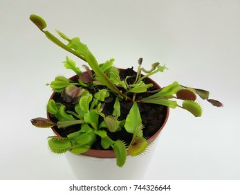 Venus Fly Trap Flower