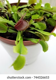 Venus Fly Trap Flower