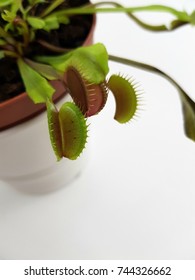 Venus Fly Trap Flower