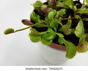 Venus Fly Trap Flower