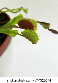 Venus Fly Trap Flower