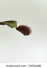 Venus Fly Trap Flower