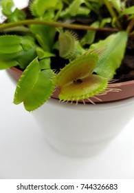 Venus Fly Trap Flower