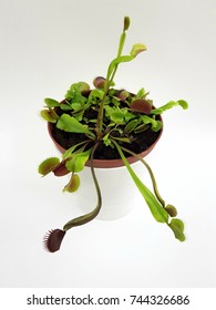 Venus Fly Trap Flower