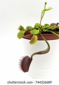 Venus Fly Trap Flower