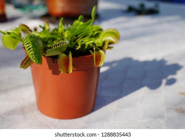 Venus Fly Trap Flower In A Pot On The House Table, With Green, Pink Red, Brown, Blue Tones And A Beautiful Blurred Background. Home, Small Gardening, New Plants. 