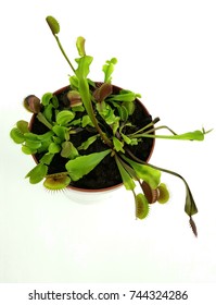 Venus Fly Trap Flower  In Pot