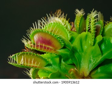 Venus Fly Trap Is On Of The Carnivore Plants