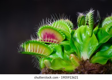 Venus fly trap is on of the carnivore plants - Shutterstock ID 1905913621