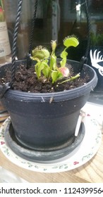 Venus Fly Trap And One Unsuspecting Housefly