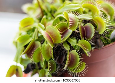 Venus Fly Trap Plant 