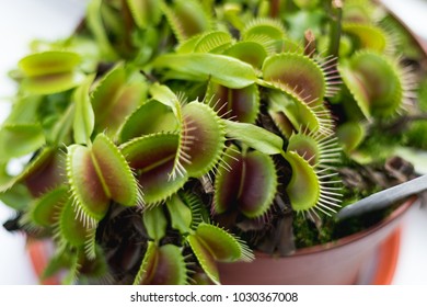 Venus Fly Trap Plant 