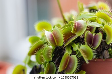 Venus Fly Trap Plant 