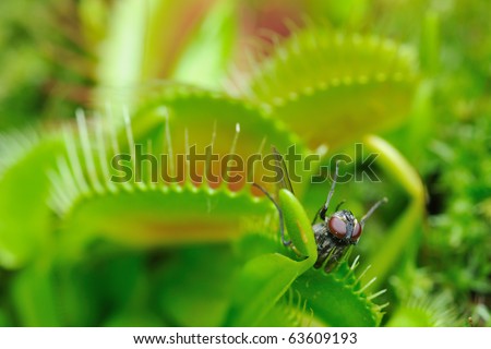 Venus fly trap and it's prey