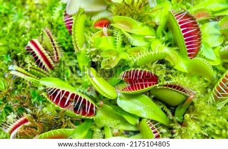 Venus flycatcher is a carnivorous plant. Terrarium with green plants. Natural background of plants.