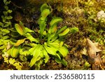 Venus flycatcher (lat: Dionaea muscipula) - a species of predatory plants.