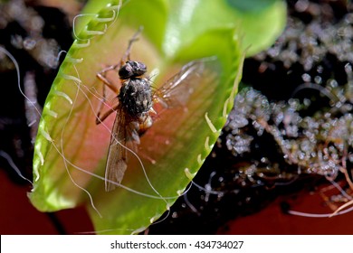 Venus Flytrap