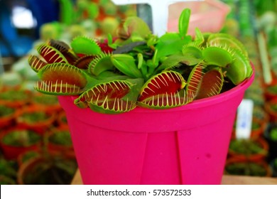 Venus Flytrap