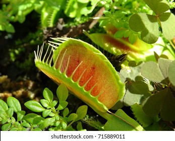 Venus Flytrap