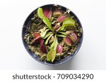 The Venus flytrap (also referred to as Venus