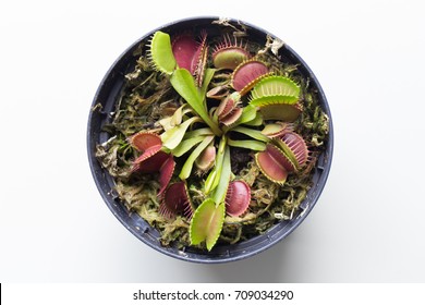 The Venus flytrap (also referred to as Venus's flytrap or Venus' flytrap), Dionaea muscipula, is a carnivorous plant.