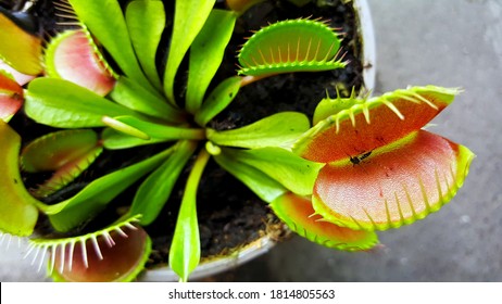 Venus flytrap, carnivorous plant dionaea in a pot. carnivorous plant - Shutterstock ID 1814805563