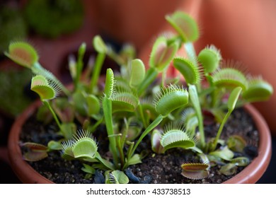 Venus Flytrap, Carnivorous Plant Dionaea In Pot