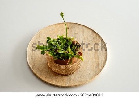 A Venus flytrap carnivorous plant (Dionaea muscipula) in a terracotta pot with a tall flower stalk on a wooden board and white background, an unusual exotic houseplant for the home.