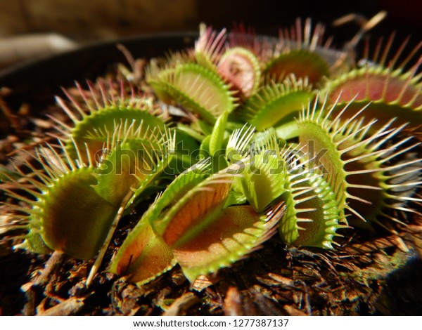 Venus Flytrap Carnivorous Plant Macro Photography Stock Photo ...