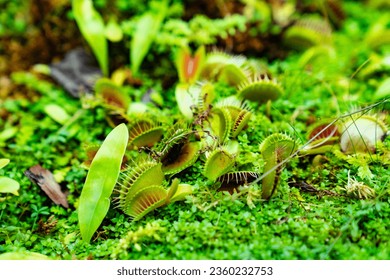 Venus flytrap. carnivorous plants of the marshlands of the east coast of the United States of America. Original houseplant.