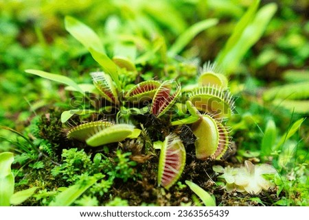 Venus flytrap. carnivorous plants of the marshlands of the east coast of the United States of America. Original houseplant.